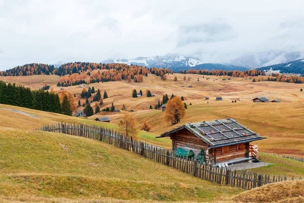 Gezellige Herfstkleuren Details Het Alpe Siusi Seiser Alm Bergplateau Dennenbomen — Stockfoto