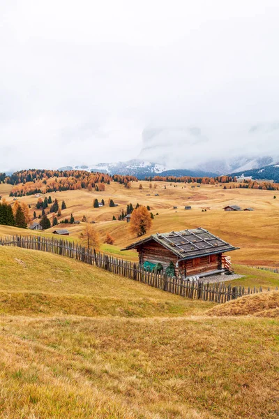 Des Détails Couleurs Automnales Confortables Sur Plateau Montagneux Alpe Siusi — Photo
