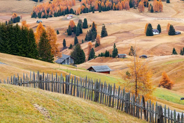 Cozy autumn colors details on the Alpe di Siusi (Seiser Alm) mountain plateau, pine trees in autumn colors in the background of the Langkofel mountains in the Dolomites mountains in Italy,Europe
