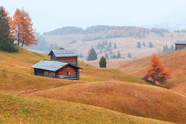 Gezellige Herfstkleuren Details Het Alpe Siusi Seiser Alm Bergplateau Dennenbomen — Stockfoto