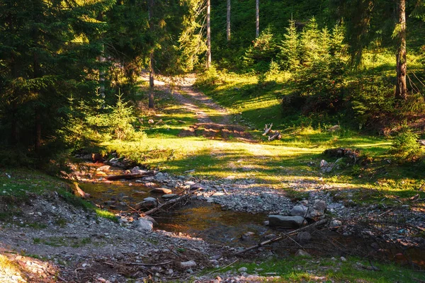 Typische Transylvanische Bergen Met Prachtig Dennenbos Heuvel Bihor Gebergte Karpaten — Stockfoto