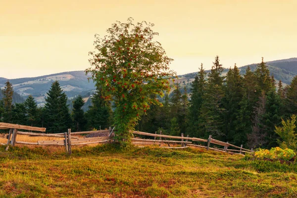 Типові Трансильванські Гори Самотнє Дерево Дерев Яний Паркан Схилі Пагорба — стокове фото