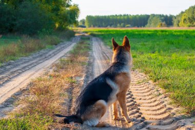 Güzel Alman çoban köpeği, akıllı ve Macaristan 'da ormanın kenarında eğitilmesi kolay.