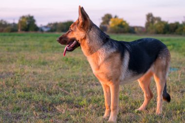 Güzel Alman çoban köpeği, akıllı ve Macaristan 'da ormanın kenarında eğitilmesi kolay.