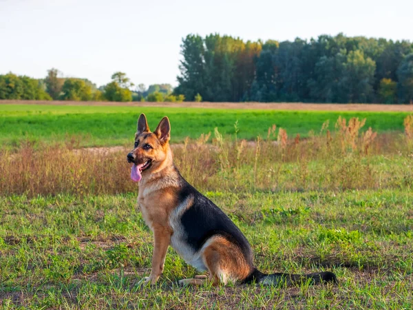 Beautiful German Shepherd Dog Smart Easy Train Edge Forest Hungary — Stock Photo, Image