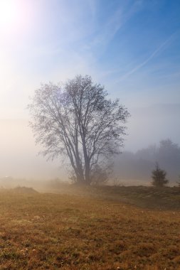 Transilvanya bir tepede yalnız ağaç 