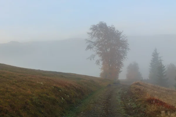Одинокое дерево на холме в Трансильвании — стоковое фото