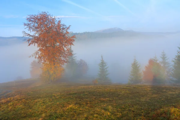 Eenzame boom op een heuvel in Transsylvanië — Stockfoto