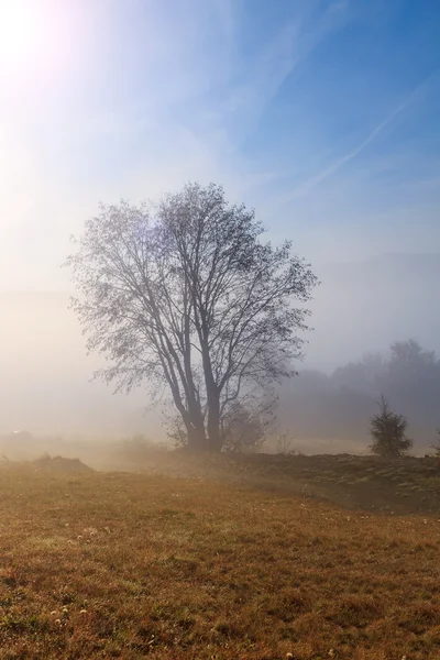 Árvore solitária em uma colina na Transilvânia — Fotografia de Stock