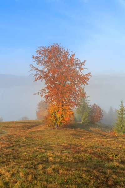 Μοναχικό δέντρο σε ένα λόφο στην Τρανσυλβανία — Φωτογραφία Αρχείου
