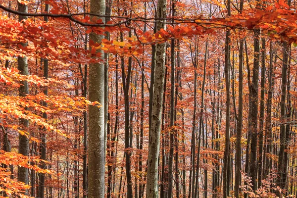 Podzimní les v Transylvánii — Stock fotografie