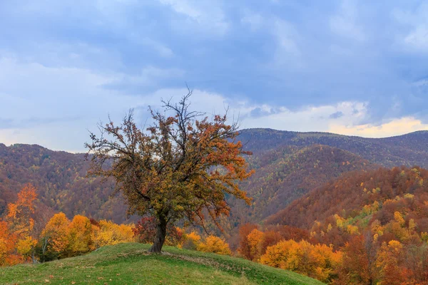 Osamělý strom na kopci — Stock fotografie