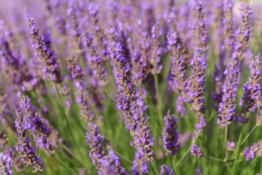 Güzel kokulu lavanta alanlar 