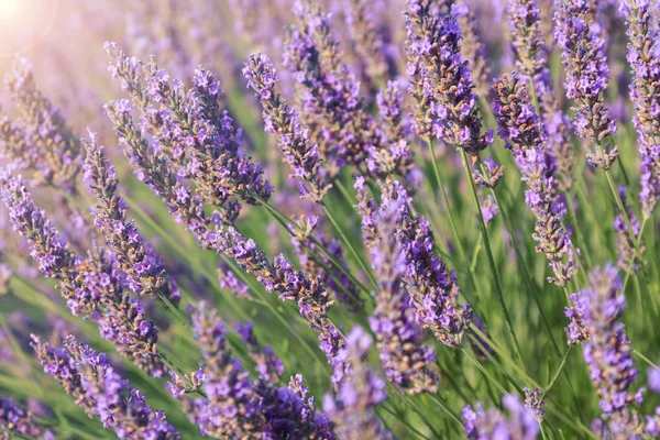 Beautiful fragrant lavender fields — Stock Photo, Image