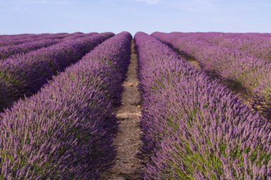 Güzel kokulu lavanta alanlar 