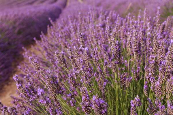 Όμορφη αρωματική lavender τους τομείς — Φωτογραφία Αρχείου