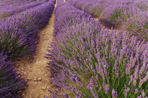 Hermosos campos de lavanda fragante — Foto de Stock