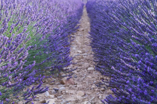 Belos campos de lavanda perfumados — Fotografia de Stock