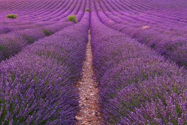 Güzel kokulu lavanta alanlar