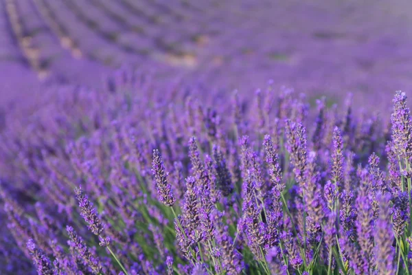 Bellissimi campi profumati di lavanda — Foto Stock