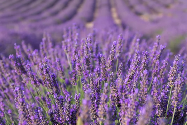 Bellissimi campi profumati di lavanda — Foto Stock