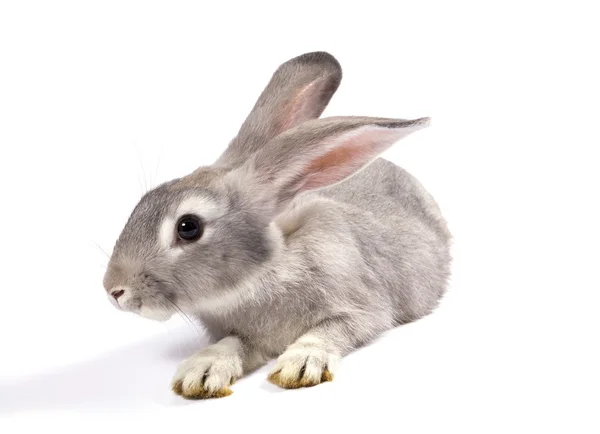 Grey rabbit Stock Picture