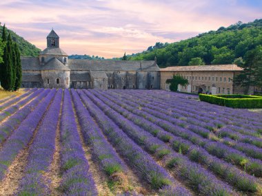 Abbey of Senanque with lavender field clipart