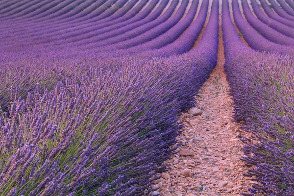 Hermosos campos de lavanda fragante — Foto de Stock