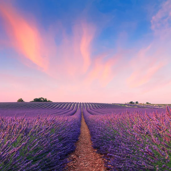 Bellissimi campi profumati di lavanda — Foto Stock