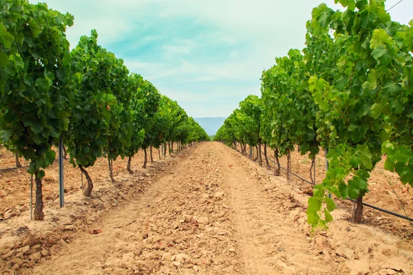 Il vigneto nella regione vinicola — Foto Stock