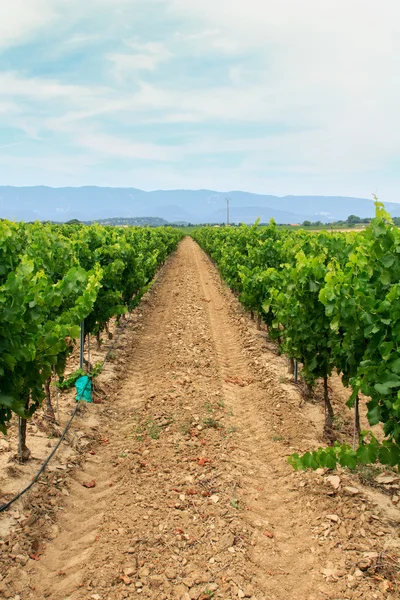 Viñedo en la región vinícola —  Fotos de Stock