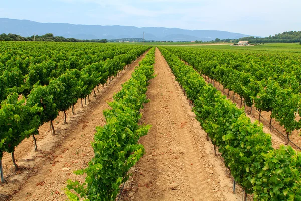 Viñedo en la región vinícola —  Fotos de Stock