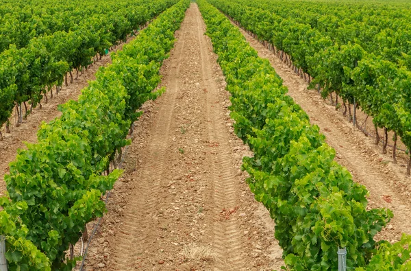 Vinice v oblasti Weinviertel — Stock fotografie