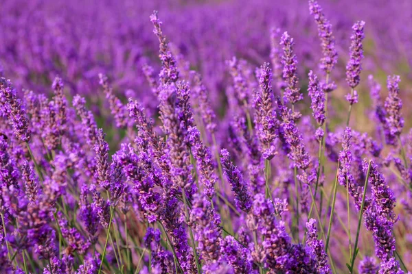 Belos campos de lavanda perfumados — Fotografia de Stock