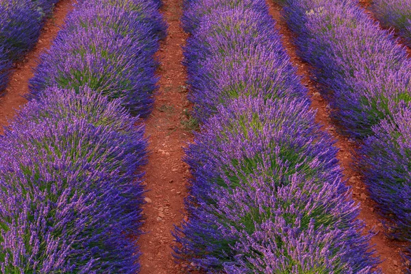 Hermosos campos de lavanda fragante —  Fotos de Stock