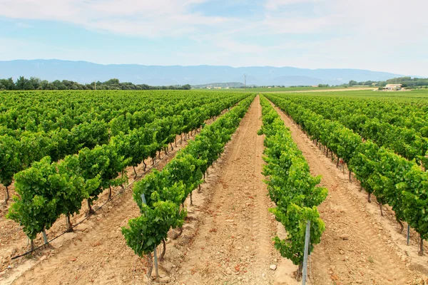 Il vigneto nella regione vinicola — Foto Stock