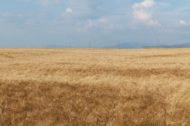Sarı buğday tarlası