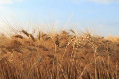 Sarı buğday tarlası