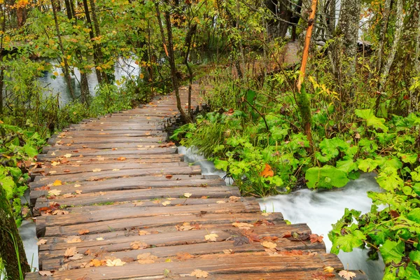 Camino del bosque en el parque nacional de Plitvice en otoño — Foto de Stock