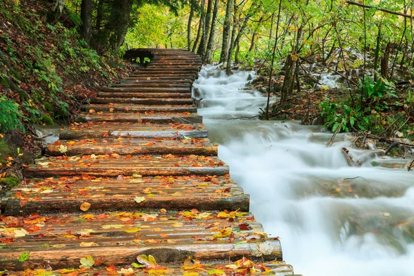 Lesní cestě v národním parku Plitvická na podzim — Stock fotografie