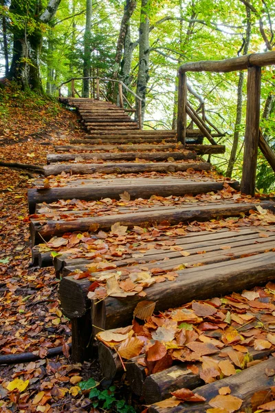 Camino del bosque en el parque nacional de Plitvice en otoño —  Fotos de Stock