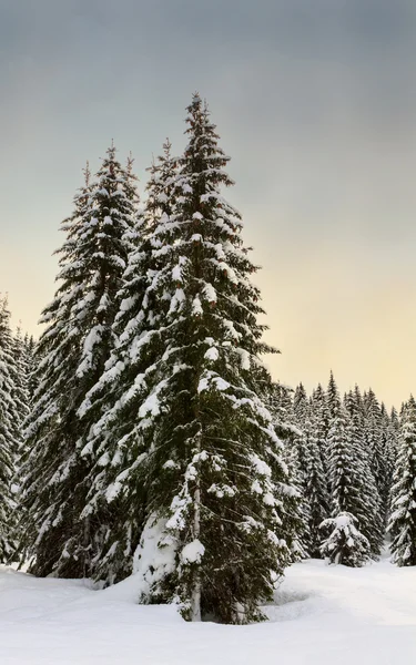 舒适的冬天场景与白雪覆盖的树木，在山中 — 图库照片
