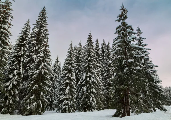 Cosy winter scene with snow-covered trees in the mountains — Stock Photo, Image