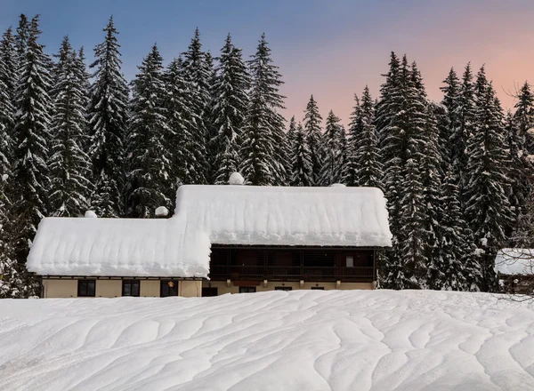 Gezellige winter scène met sneeuw bedekte bomen in de bergen — Stockfoto