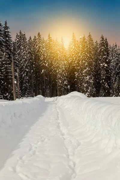 舒适的冬天场景与雪覆盖在山的树 — 图库照片