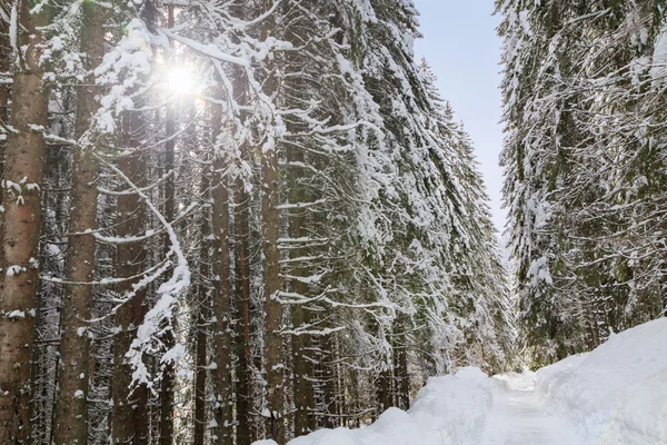舒适的冬天场景与雪覆盖在山的树 — 图库照片