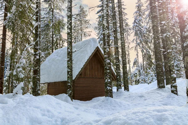 Gezellige winter scène met sneeuw bedekte bomen in de bergen — Stockfoto