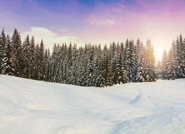 舒适的冬天场景与雪覆盖在山的树 — 图库照片