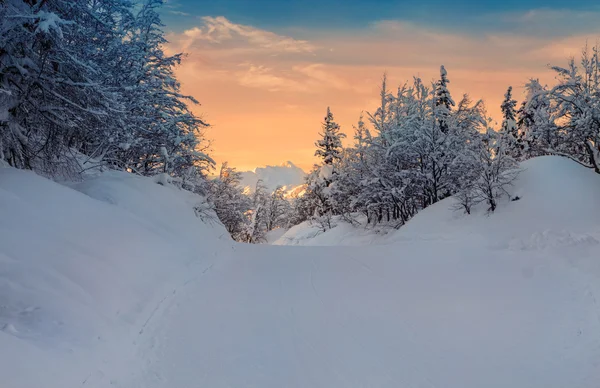 舒适的冬天场景与雪覆盖在山的树 — 图库照片