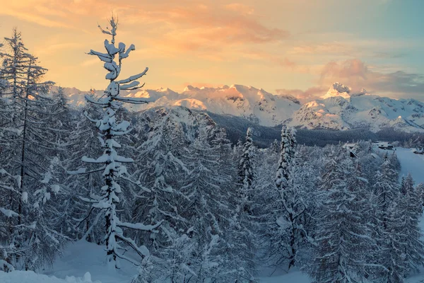 舒适的冬天场景与雪覆盖在山的树 — 图库照片